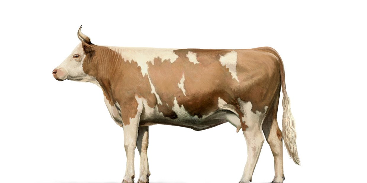 Baber Rind Fleischstücke vom Rind - Schweizer Fleisch