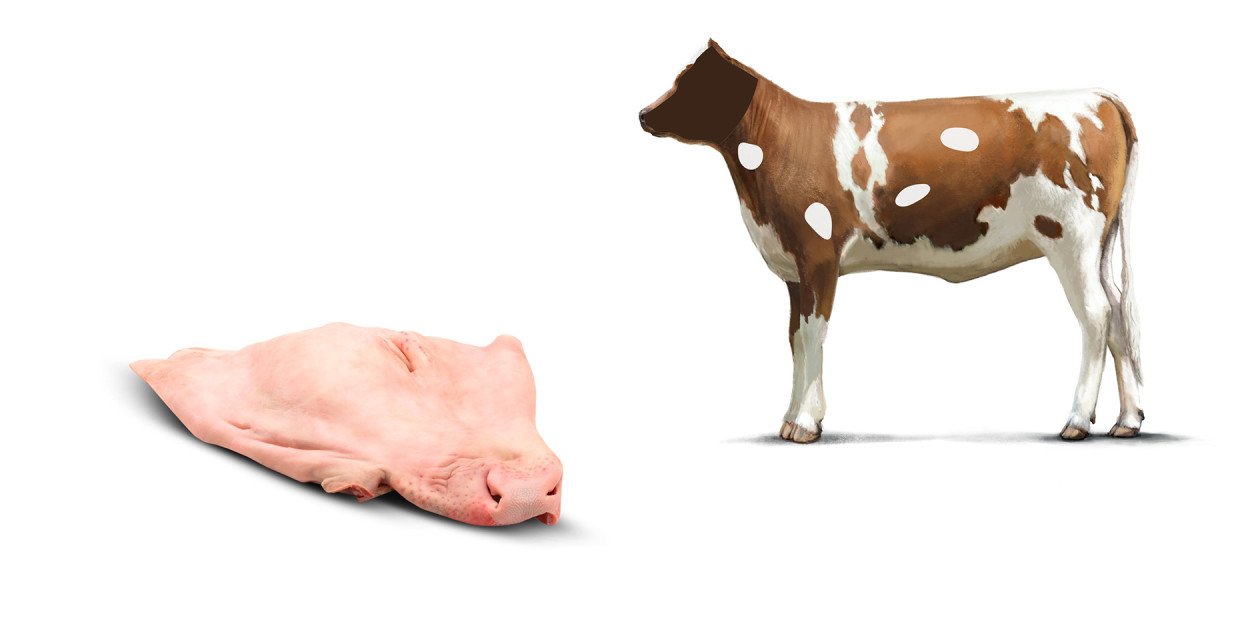 Fleischkunde Kalb Kopf Kopf