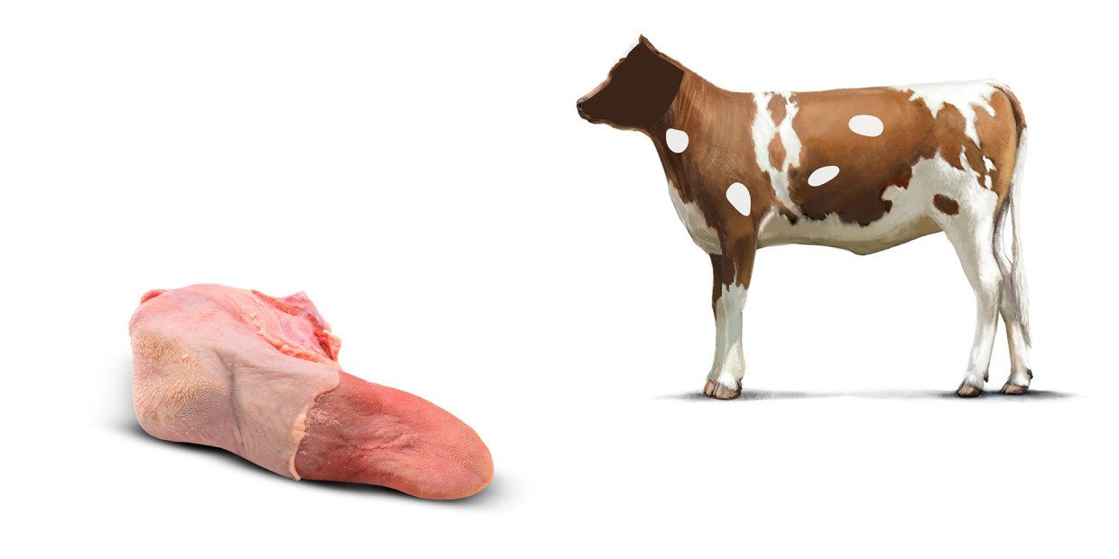 Fleischkunde Kalb Kopf Zunge