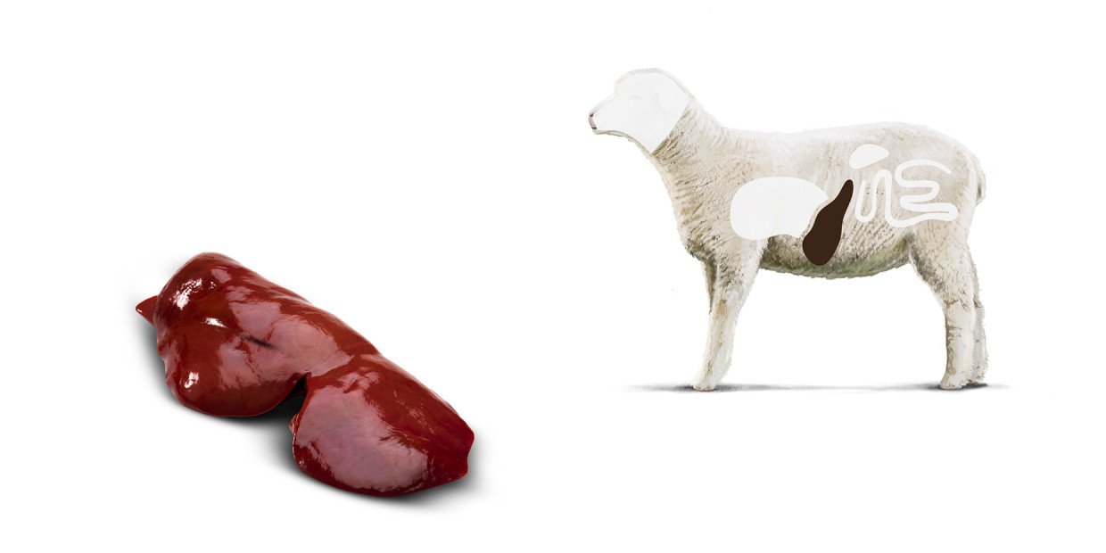 Fleischkunde Lamm Leber