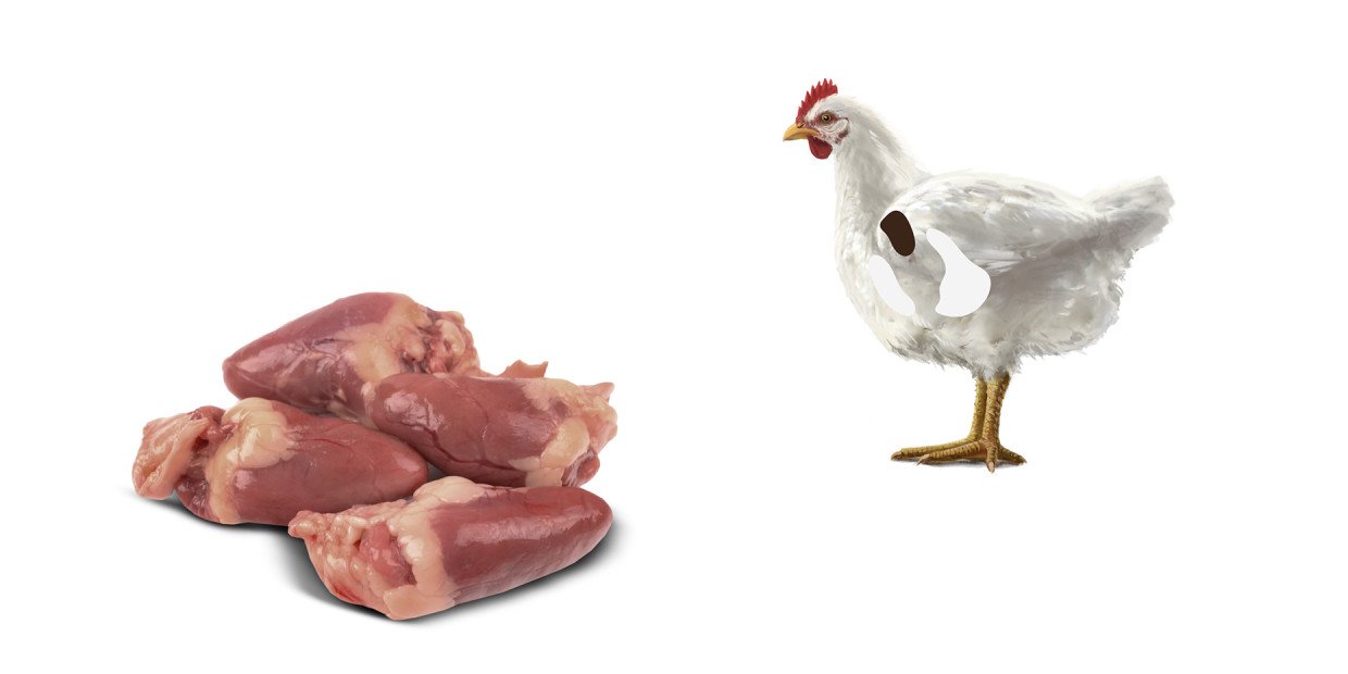 Fleischkunde Poulet Herz