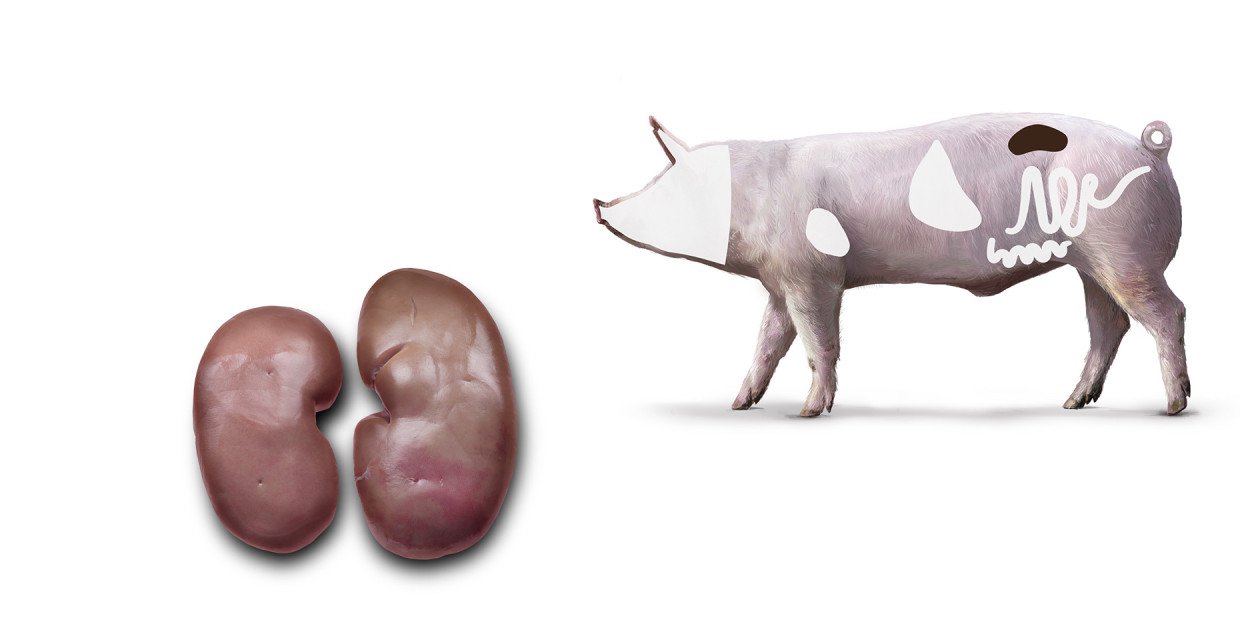 Fleischkunde Schwein Niere