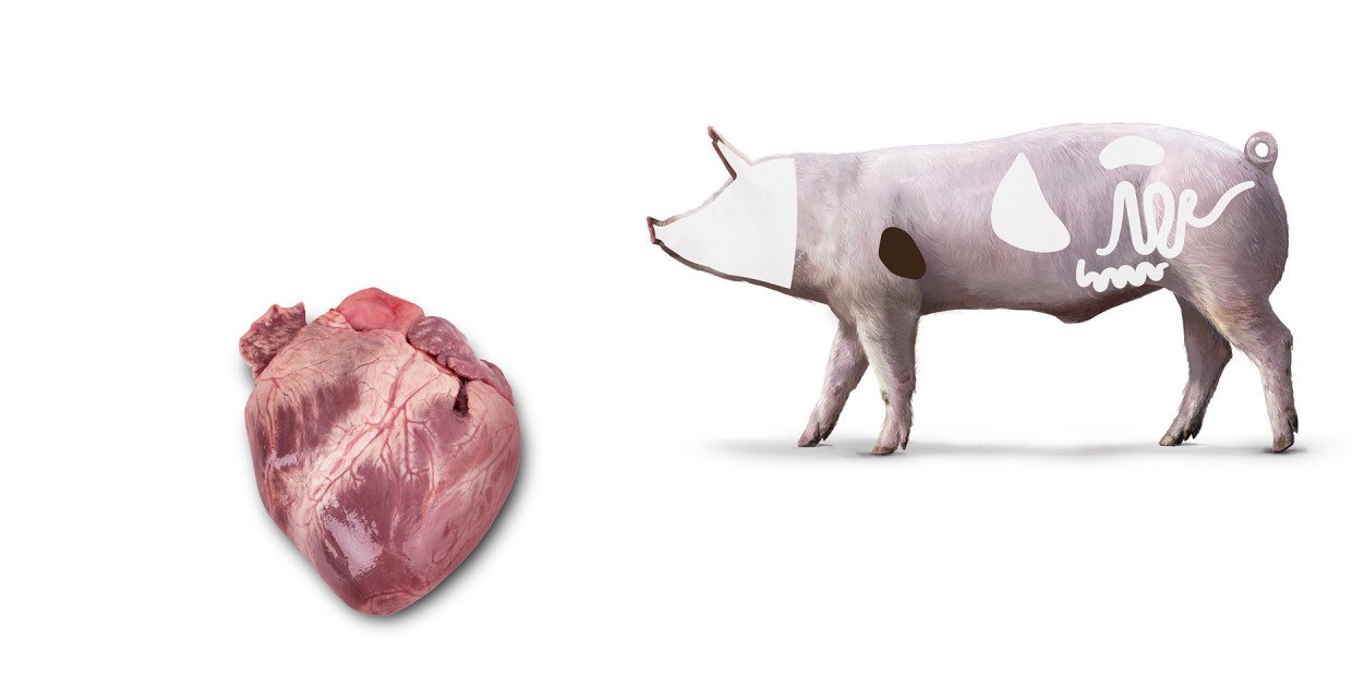 Fleischkunde-Schwein-Herz