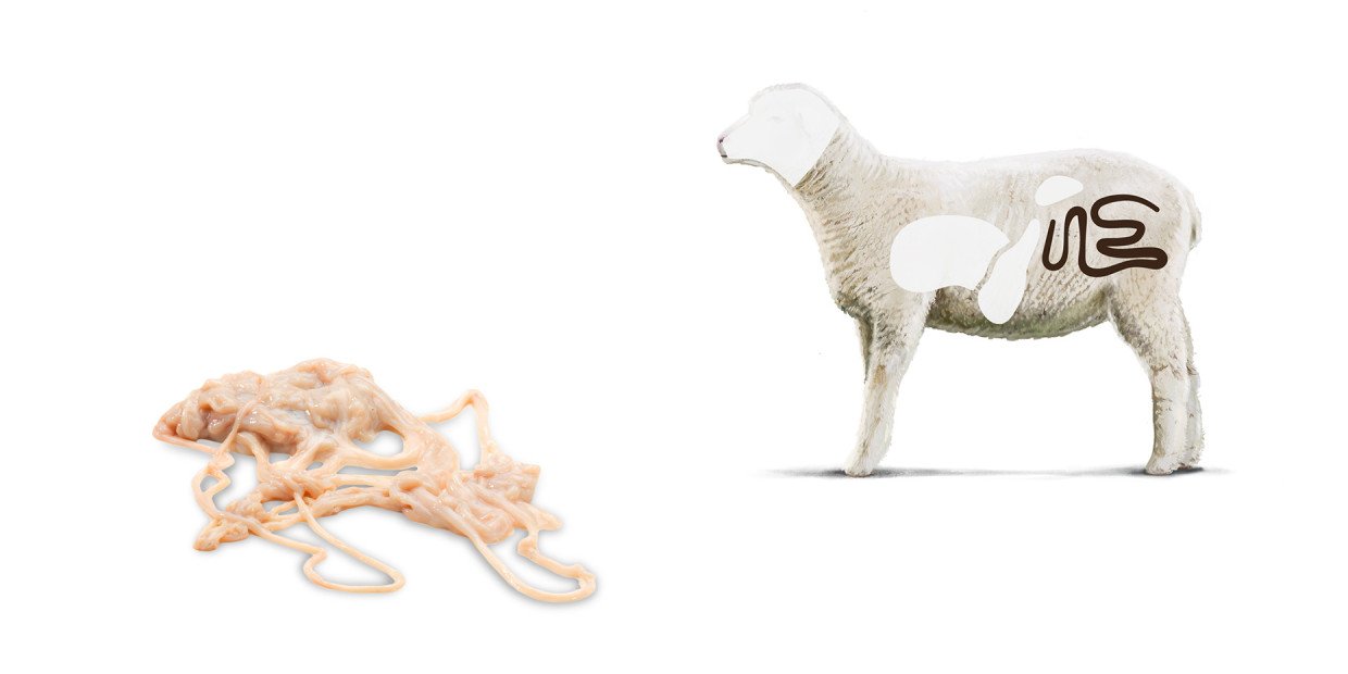 Fleischkunde Lamm Darm Saiten