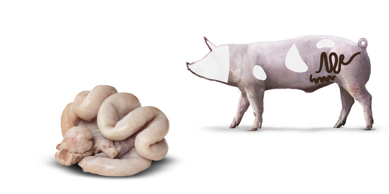 Fleischkunde Schwein Darm