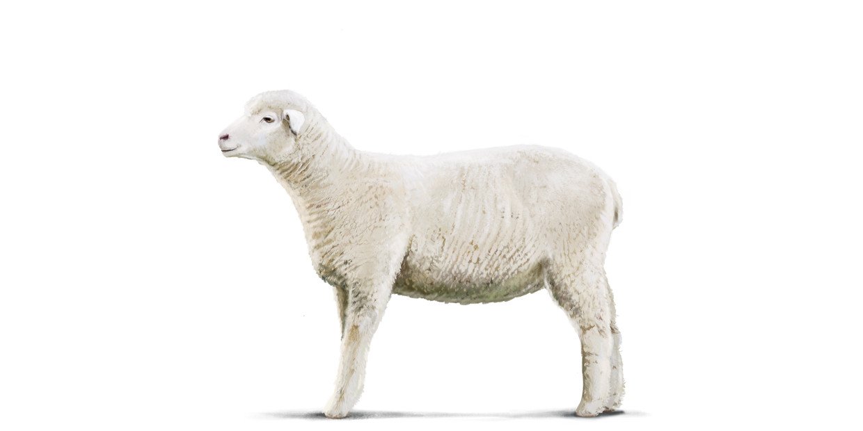 Fleischkunde Hero Lamm