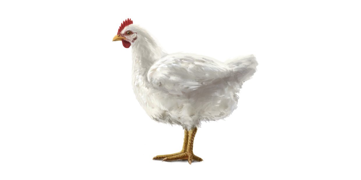 Fleischkunde-Hero-Poulet