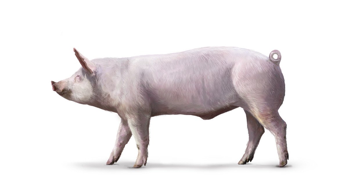 Schwein
