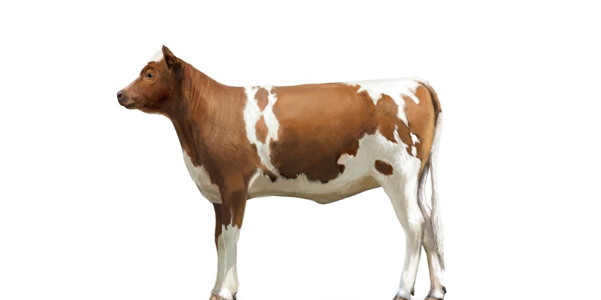 Fleischkunde Kalb