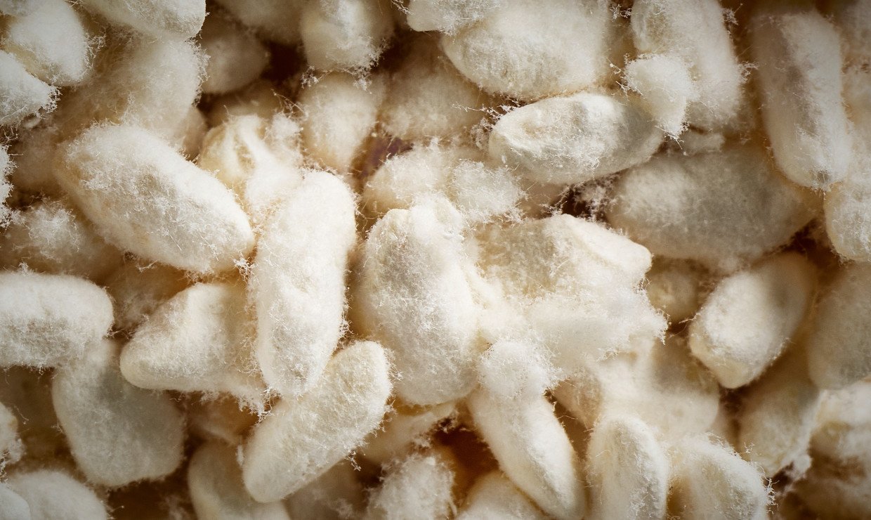 Der Wunderpilz: Faszination Koji-Fermentation
