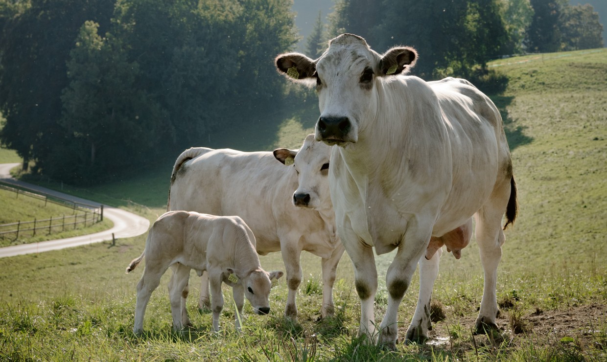 Rinderzucht in der Schweiz - Schweizer Fleisch