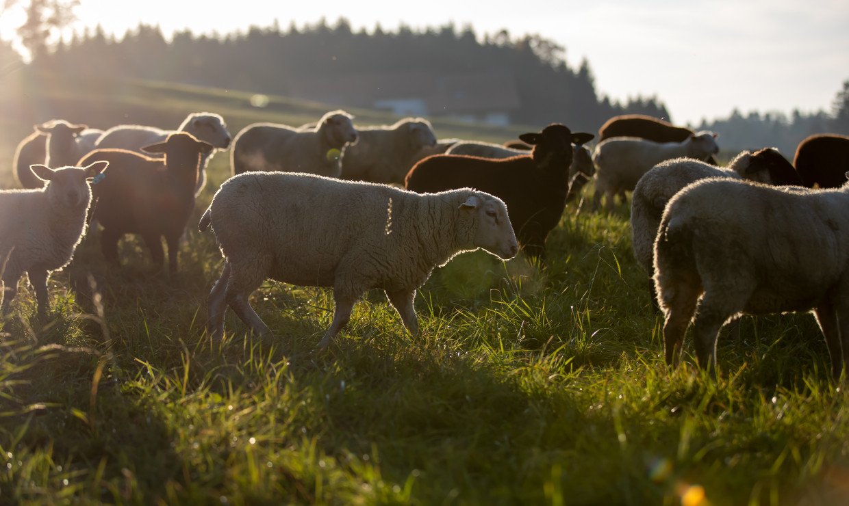 Schafe auf der Weide
