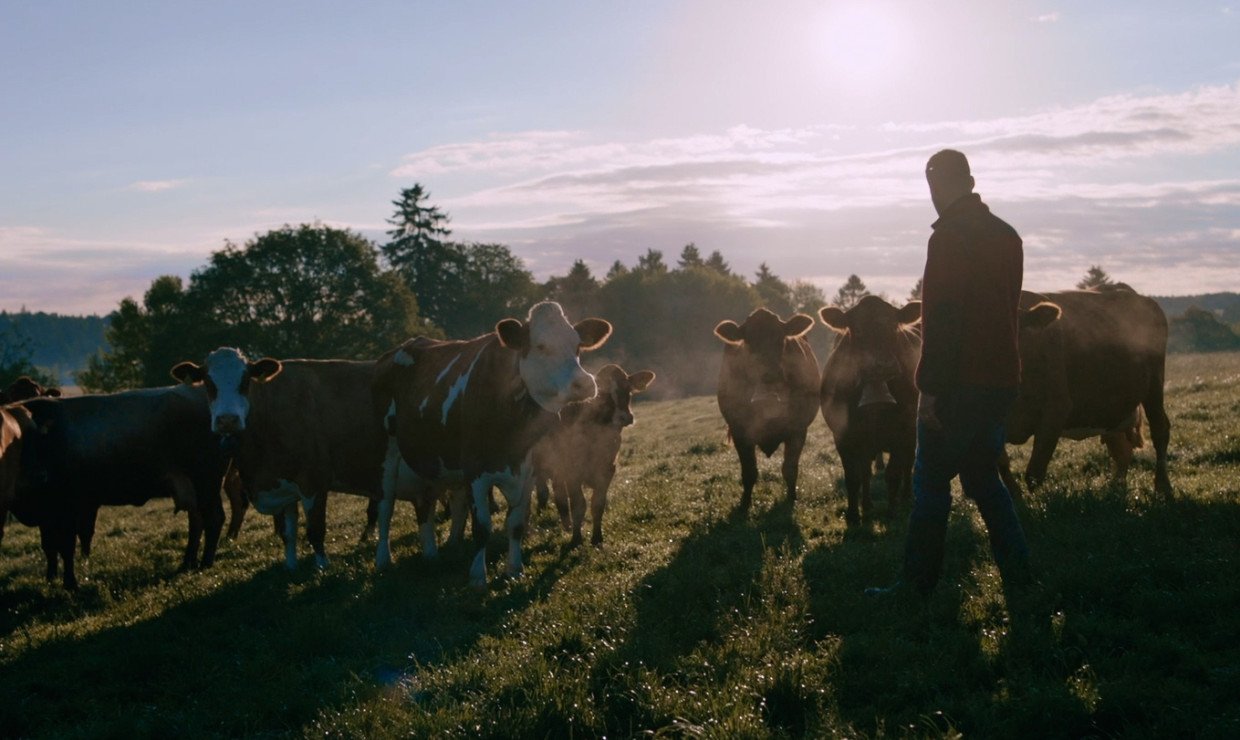 Man working with cows in the field
