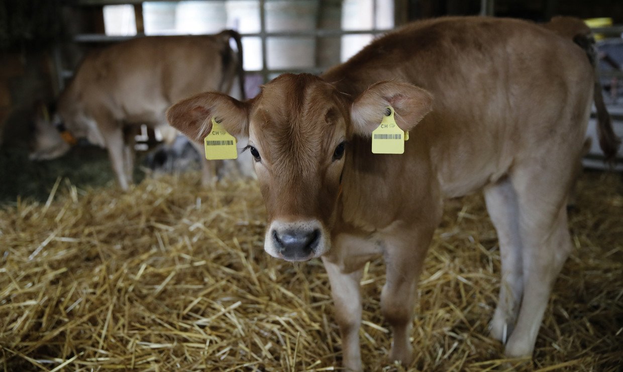 Kalb im Stall
