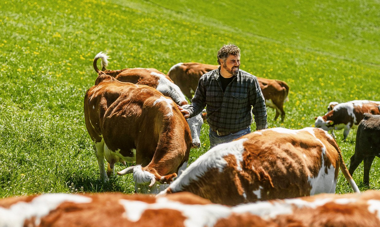 Kuh auf Weide mit einem Mann