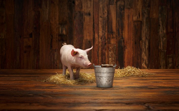 Strenges Tierschutzgesetz