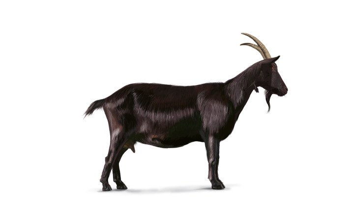 Nera Verzasca