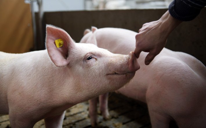 Schweinezucht in der Schweiz