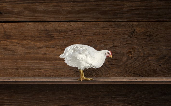 Alpstein-Poulet