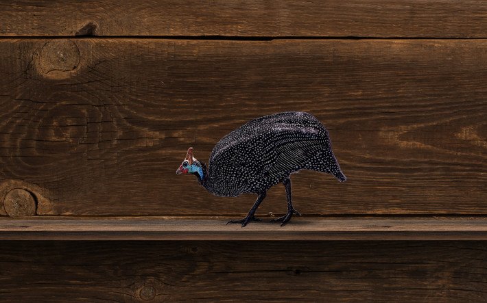 Perlhuhn