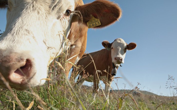 Die häufigsten Fehler beim Grillieren - Schweizer Fleisch