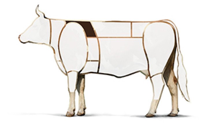 Illustration Rind Rücken