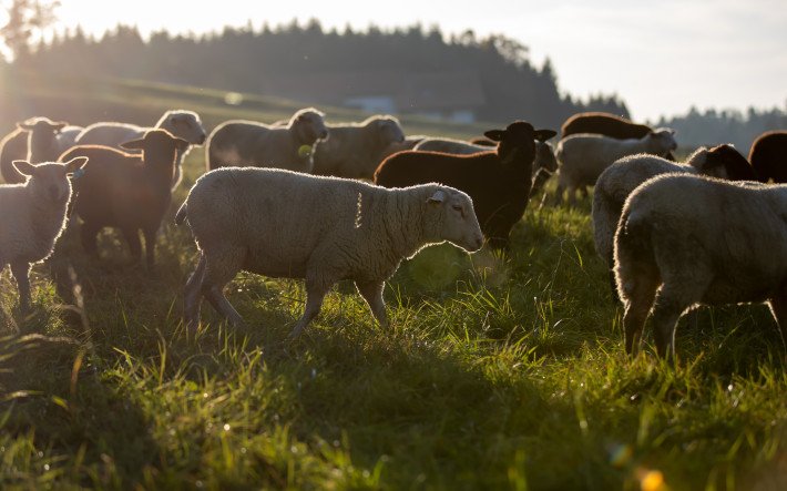 Würzige Lammkoteletts in Kräuter-Knoblauch-Panade - Schweizer Fleisch