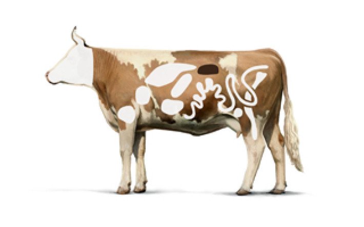 Rind-Innereien-Niere