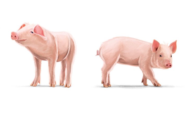 Diverse Ferkel