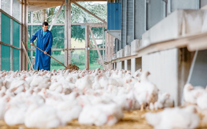Schenkelstücke vom Poulet in Ingwer-Kokos-Panade - Schweizer Fleisch
