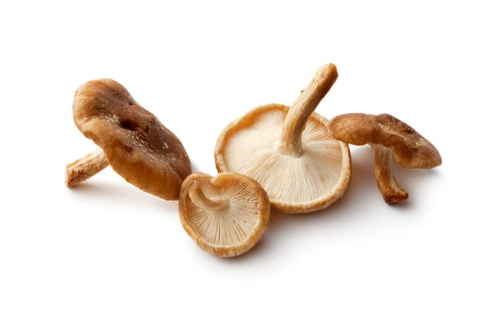 Pilze-Shiitake
