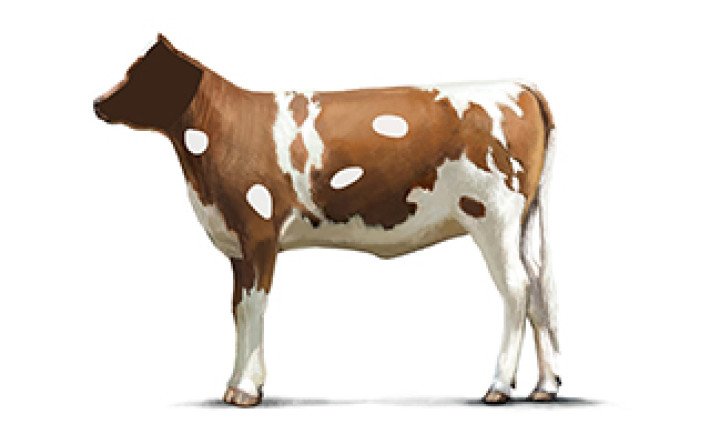 Fleischkunde Kalb Innereien Kopf