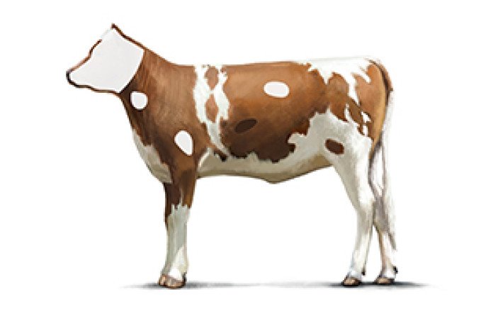 Fleischkunde Kalb Innereien Leber