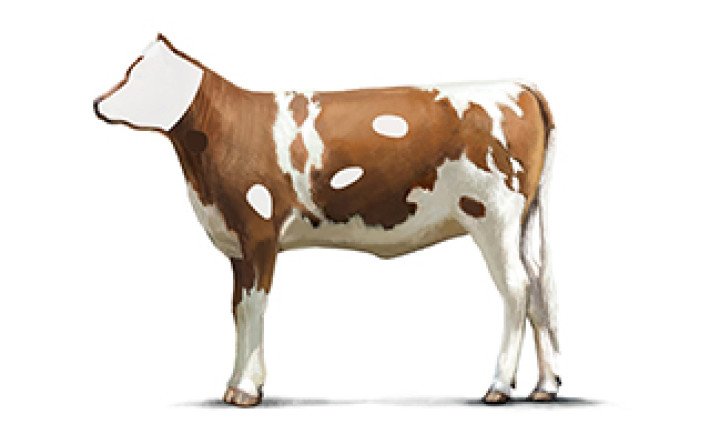 Fleischkunde Kalb Innereien Milken