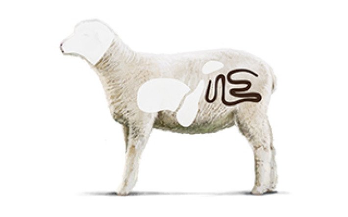 Fleischkunde Lamm Innereien 5