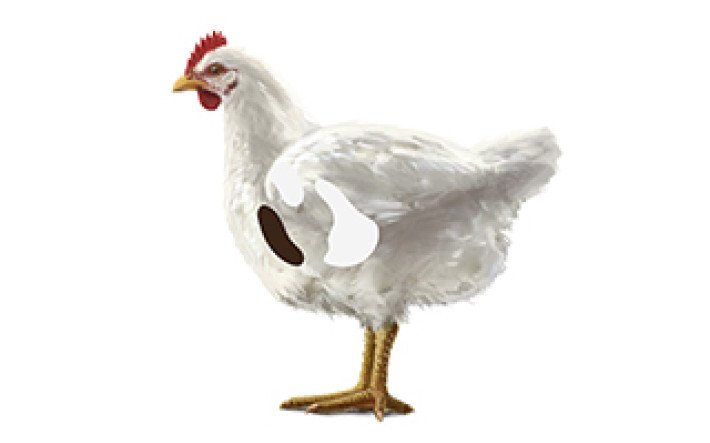 Fleischkunde Poulet Innereien Hals