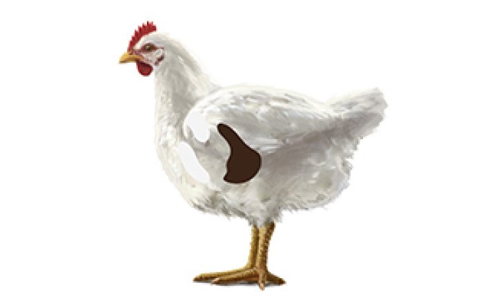 Fleischkunde Poulet Innereien Magen