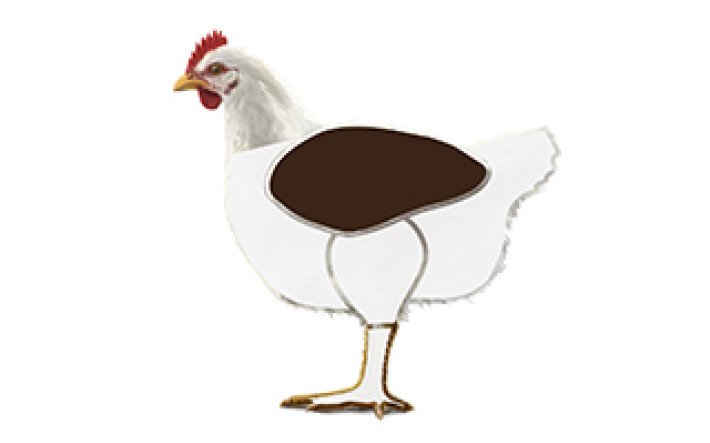 Fleischkunde Poulet Meatcuts Flügel