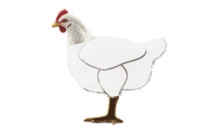 Fleischkunde Poulet Meatcuts Füsse