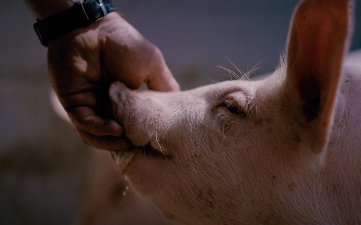 Pig being fed