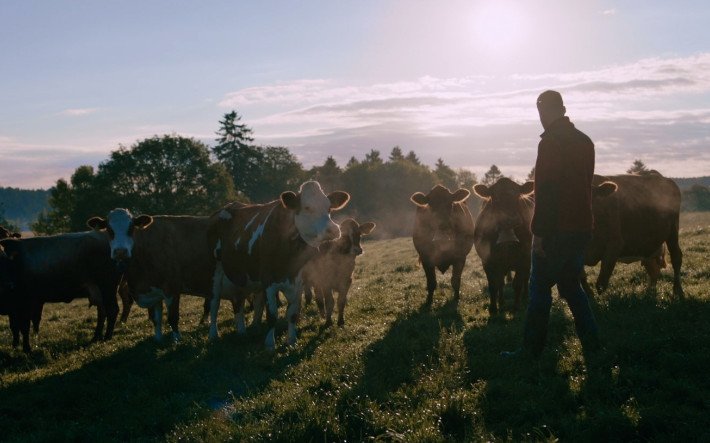Man working with cows in the field