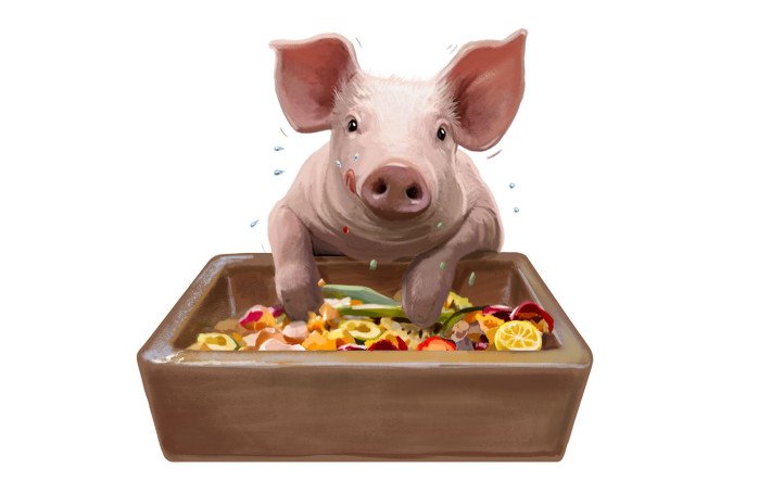 Allesfresser-Schwein