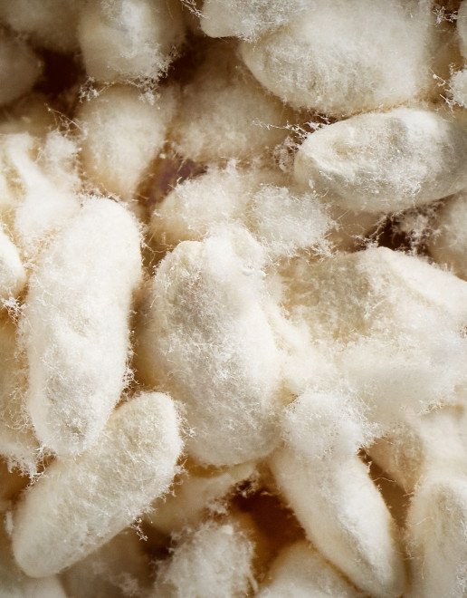 Der Wunderpilz: Faszination Koji-Fermentation