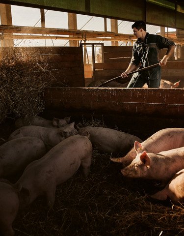 weniger Schweine