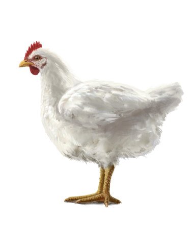 Fleischkunde-Hero-Poulet