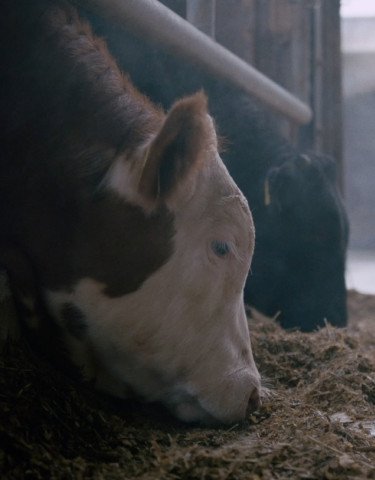 Cows eating