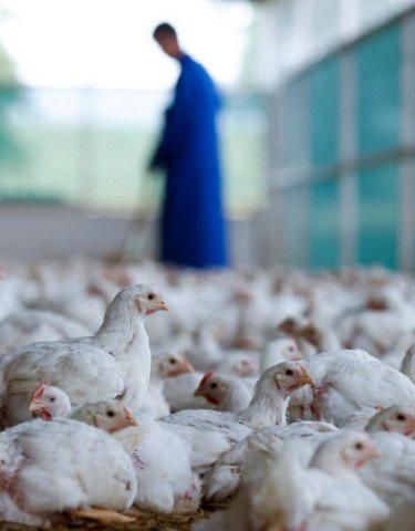 Chickens in stall