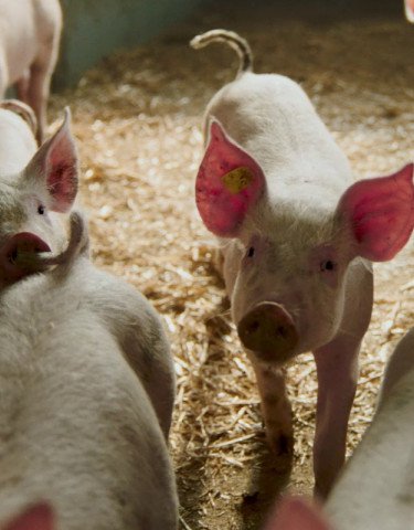 Schwein