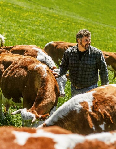 Kuh auf Weide mit einem Mann